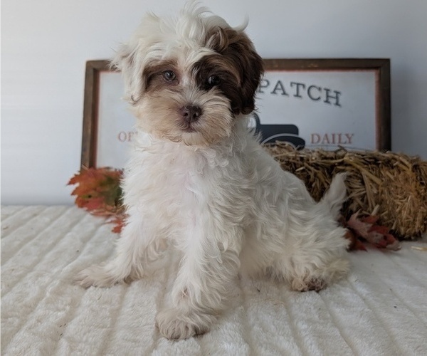 Medium Photo #48 ShihPoo Puppy For Sale in GOSHEN, IN, USA