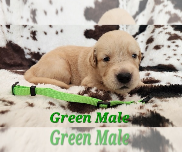 Medium Photo #1 Golden Retriever Puppy For Sale in CRAWFORDVILLE, FL, USA