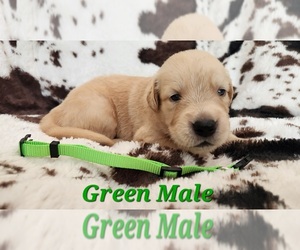 Medium Golden Retriever