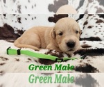 Puppy Wyatts Golden Retriever