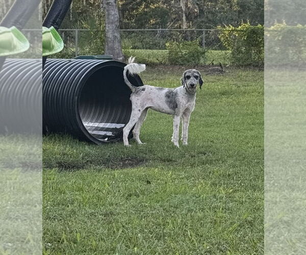 Medium Photo #4 Poodle (Standard)-Unknown Mix Puppy For Sale in Valrico, FL, USA