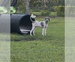 Small #3 Poodle (Standard) Mix