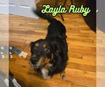 Small #5 Dachshund Mix