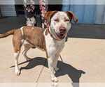 Small #3 Catahoula Leopard Dog Mix