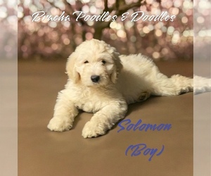 Goldendoodle Puppy for sale in SAINT CLOUD, MN, USA
