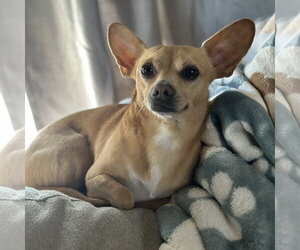 Chihuahua Dogs for adoption in San Jose, CA, USA