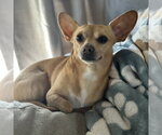 Small Chihuahua