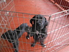 Small Photo #5 Great Dane Puppy For Sale in BLUE CREEK, OH, USA