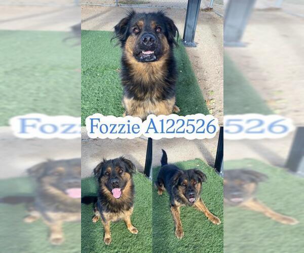 Medium Photo #1 Rottweiler-Unknown Mix Puppy For Sale in HESPERIA, CA, USA