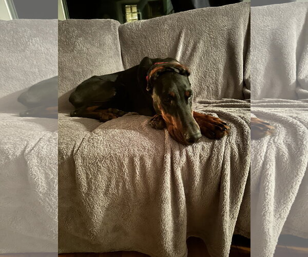 Medium Photo #10 Doberman Pinscher Puppy For Sale in Buffalo, MN, USA