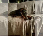 Small #9 Doberman Pinscher