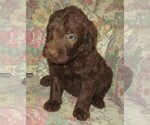 Small Photo #12 Labradoodle Puppy For Sale in LINCOLN, AL, USA