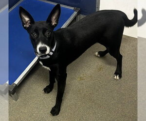 Siberian Husky-Unknown Mix Dogs for adoption in Sterling, MA, USA