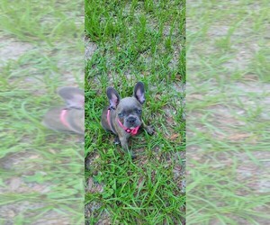 French Bulldog Puppy for Sale in LAKE CITY, Florida USA