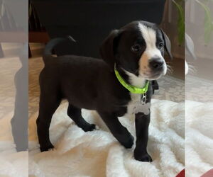 Labrador Retriever-Unknown Mix Dogs for adoption in Holly Springs, NC, USA