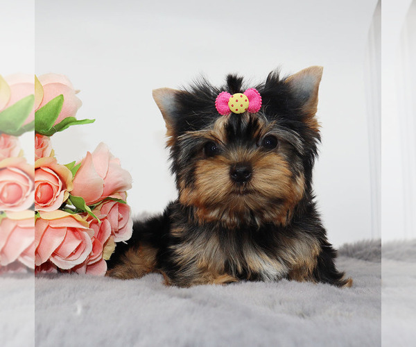 Medium Photo #3 Yorkshire Terrier Puppy For Sale in LOS ANGELES, CA, USA