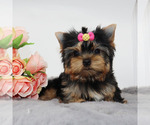 Small #2 Yorkshire Terrier