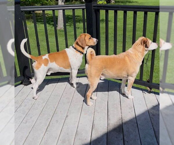 Medium Photo #4 Beagle-Unknown Mix Puppy For Sale in Rockaway, NJ, USA