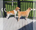Small #3 Beagle Mix