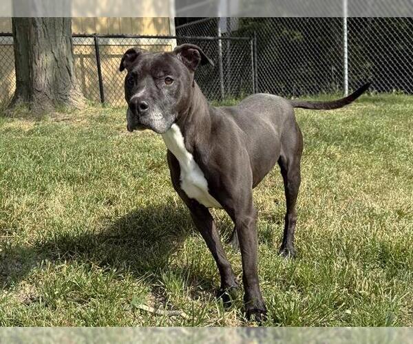 Medium Photo #2 American Pit Bull Terrier Puppy For Sale in Aurora, IL, USA