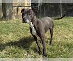 Small #1 American Pit Bull Terrier