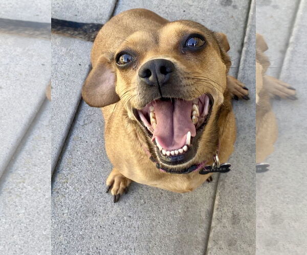 Medium Photo #4 Dachshund-Unknown Mix Puppy For Sale in Corona, CA, USA