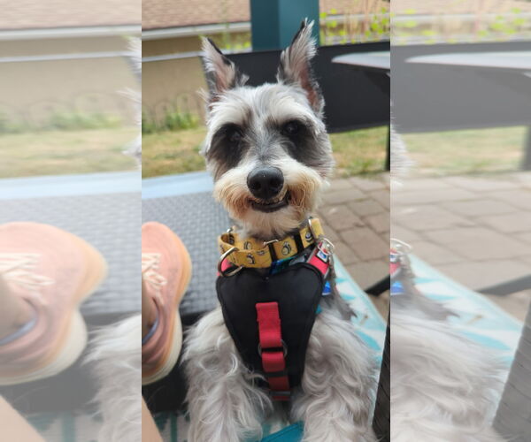 Medium Photo #6 - Mix Puppy For Sale in Sioux Falls, SD, USA