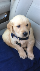 Golden Retriever Puppy for sale in LA PLACE, LA, USA
