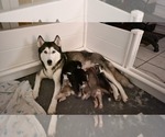 Small Photo #1 Siberian Husky Puppy For Sale in WINTER HAVEN, FL, USA