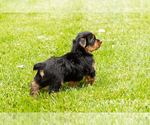 Small #8 Yorkshire Terrier