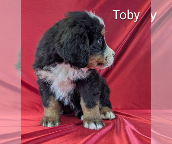 Medium Photo #2 Bernese Mountain Dog Puppy For Sale in CANON CITY, CO, USA