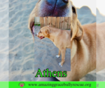 Small #6 American Staffordshire Terrier-Catahoula Leopard Dog Mix