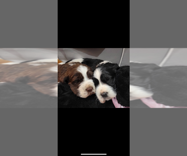 Medium Photo #1 English Springer Spaniel Puppy For Sale in SHEPHERDSVILLE, KY, USA