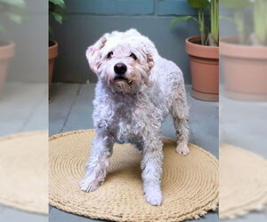 Poodle (Miniature)-Unknown Mix Dogs for adoption in Pasadena, CA, USA