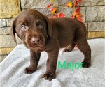 Puppy Major AKC Engli Labrador Retriever