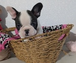 Small #4 Faux Frenchbo Bulldog