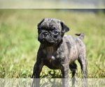Small #1 Pug