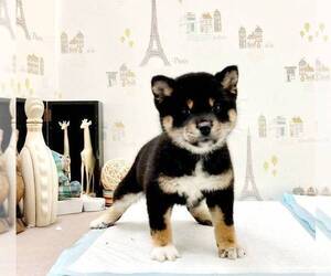 Shiba Inu Puppy for sale in ROWLAND HEIGHTS, CA, USA