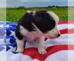 Small Photo #34 Border Collie Puppy For Sale in NORBORNE, MO, USA