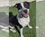 Soda Pop - Male American Bulldog-Unknown Mix Dog for Adoption - Small photo