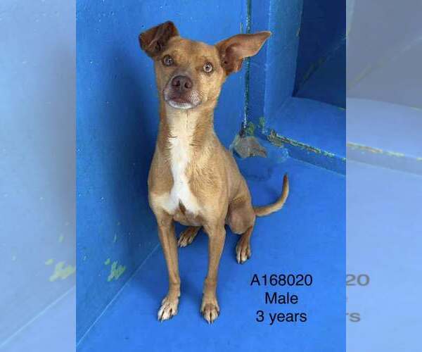 Medium Photo #1 Chihuahua-Unknown Mix Puppy For Sale in Calgary, Alberta, Canada