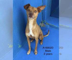 Chihuahua-Unknown Mix Dogs for adoption in Calgary, Alberta, Canada