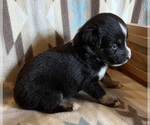 Small #1 Miniature Australian Shepherd