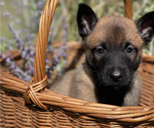 Medium Belgian Malinois
