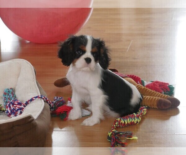 Medium Photo #5 Cavalier King Charles Spaniel Puppy For Sale in MARCELLUS, MI, USA