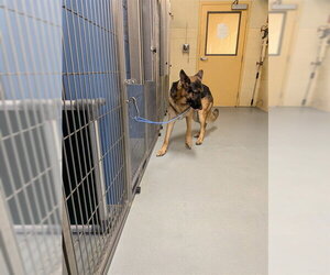 German Shepherd Dog Dogs for adoption in South Lake Tahoe, CA, USA