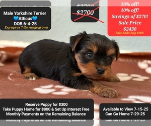 Yorkshire Terrier Puppy for sale in TUCSON, AZ, USA