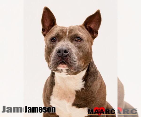 Medium Photo #4 American Bulldog-Unknown Mix Puppy For Sale in Maryville, TN, USA