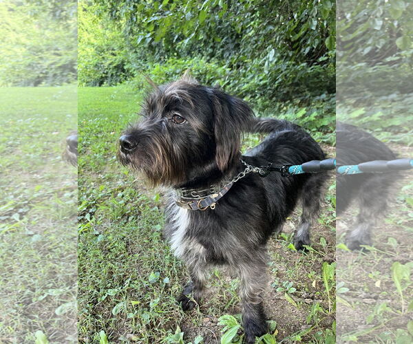 Medium Photo #1 Mutt Puppy For Sale in Lenoir, NC, USA
