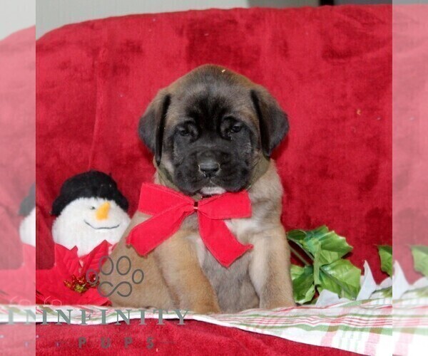 Medium Photo #3 Mastiff Puppy For Sale in RED LION, PA, USA